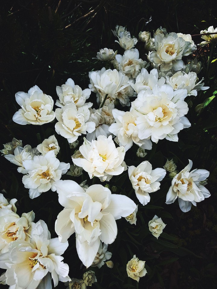 White Silence
