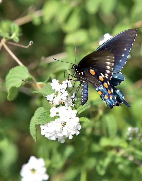 pollinator, flower壁紙