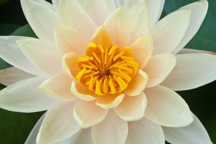 lotus