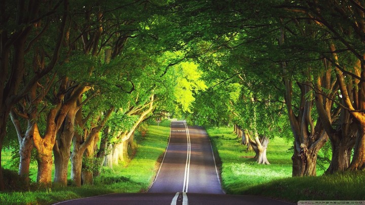 Trees
