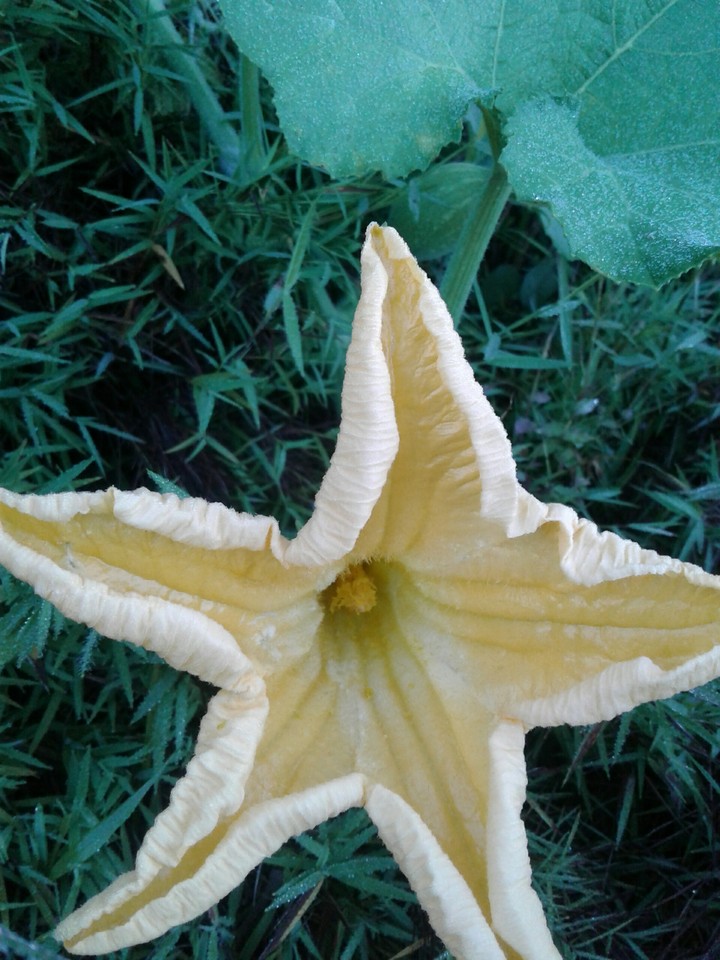 pumpkin flower