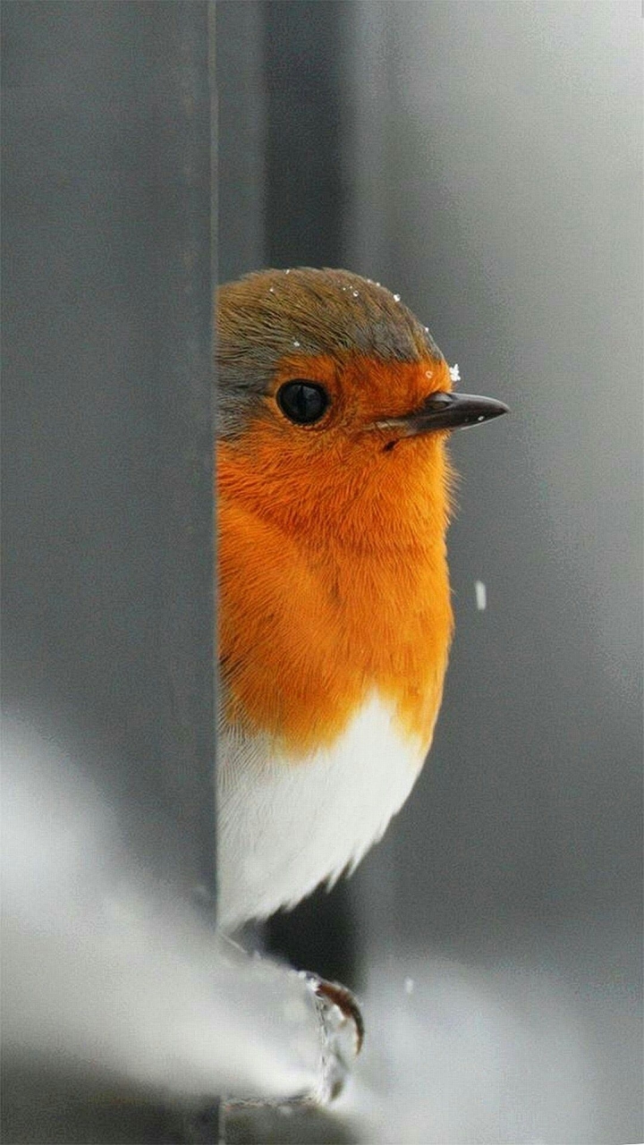 beautiful bird