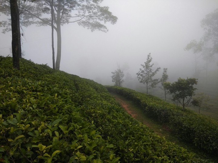 essence of tea