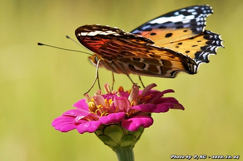 nectar, invertebrate壁紙