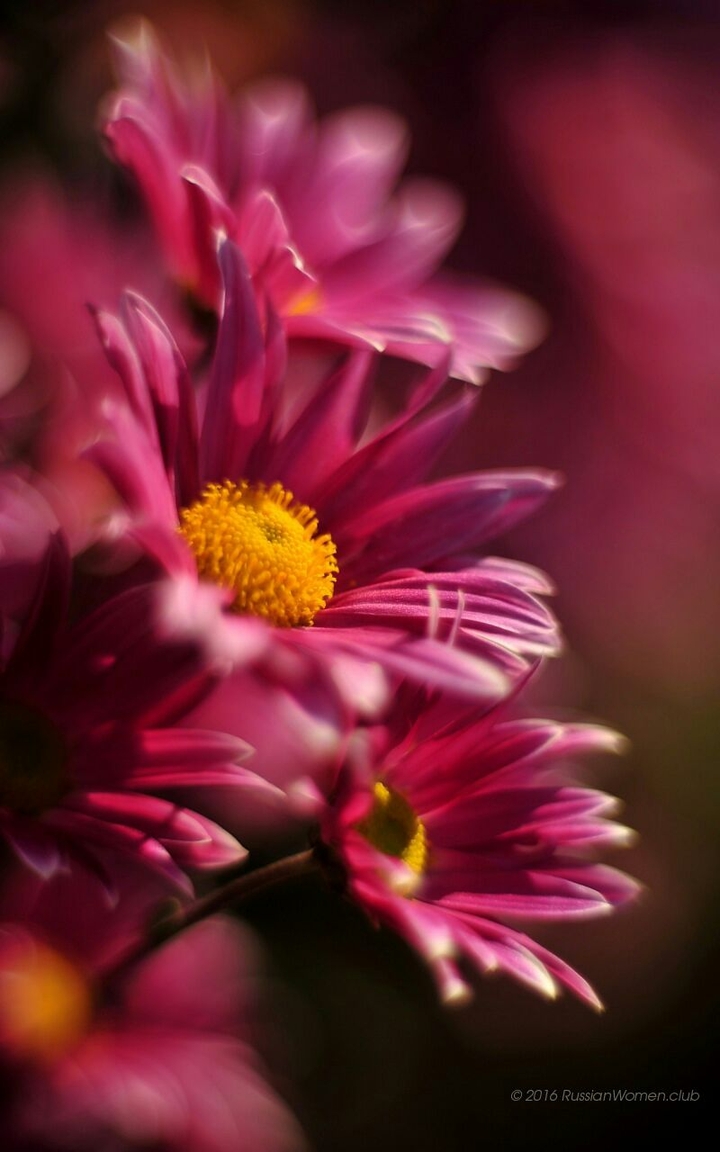 purple,flowers,nature
