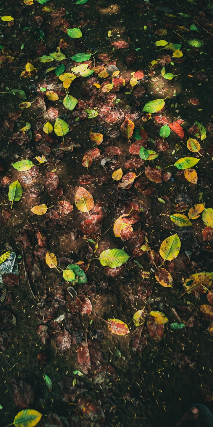 Fallen Autumn