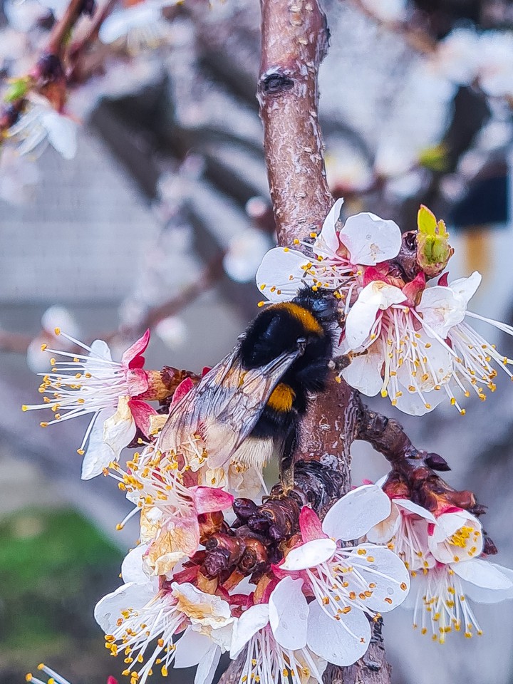 bumblebee