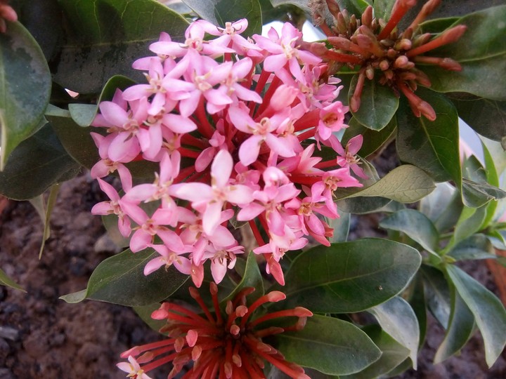 Nature