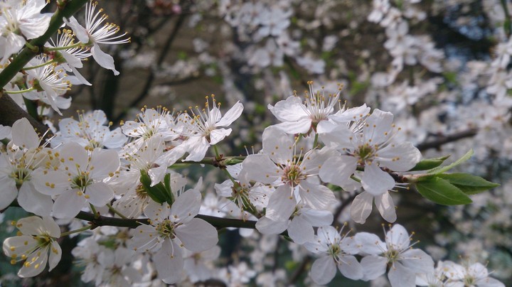 spring