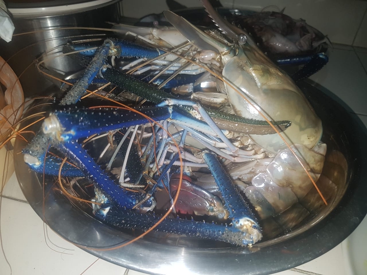blue legged shrimp