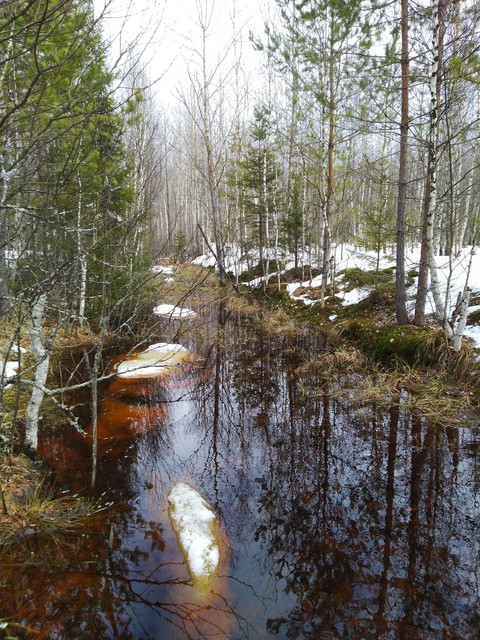 forest