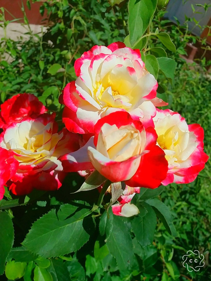 Beautiful Roses