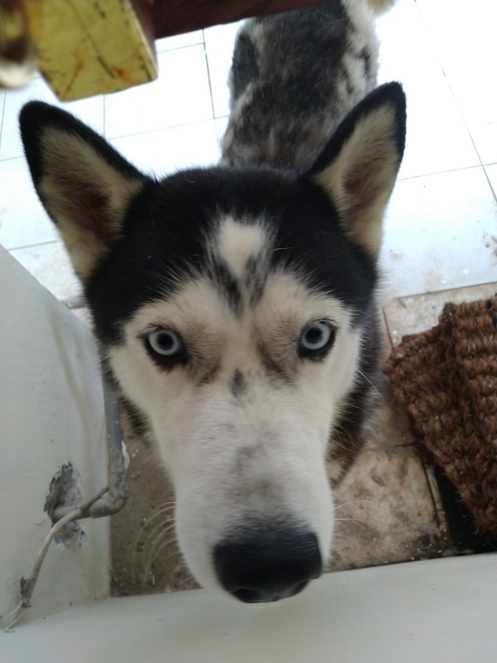 Huski at Indonesia