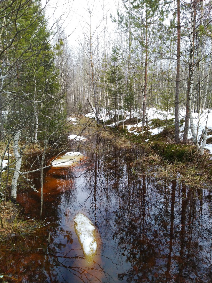 forest