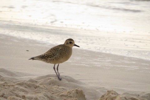 bird