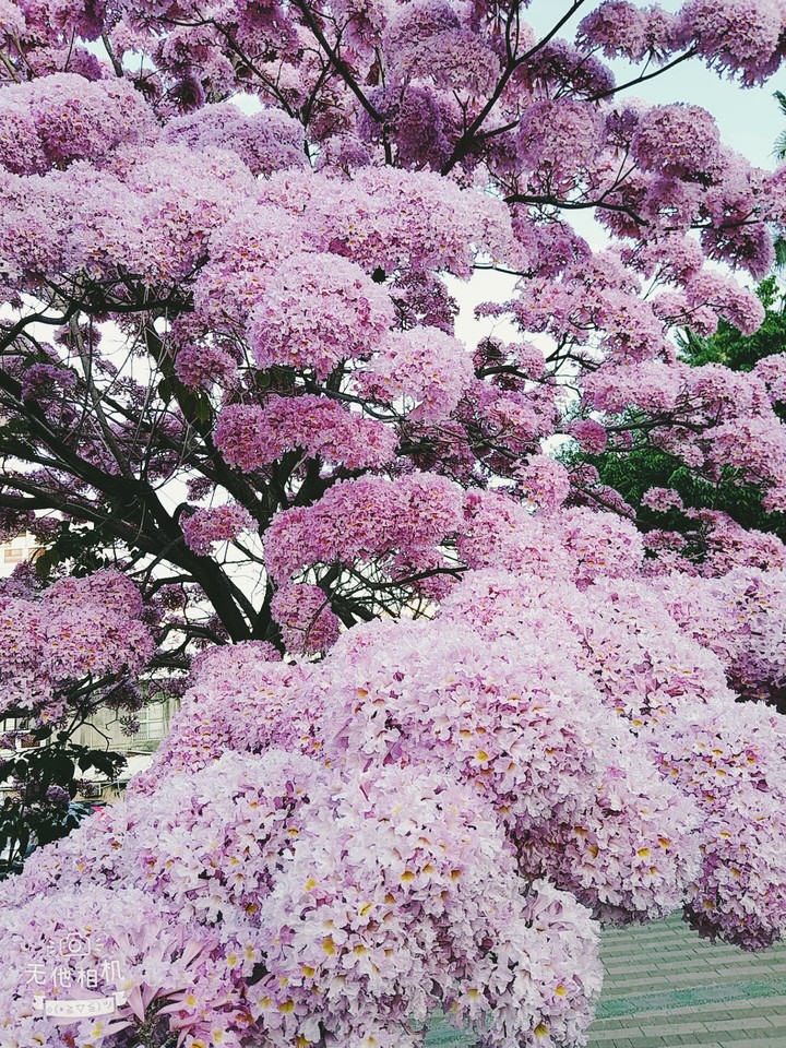 洋紅風鈴木