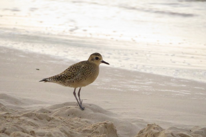 bird