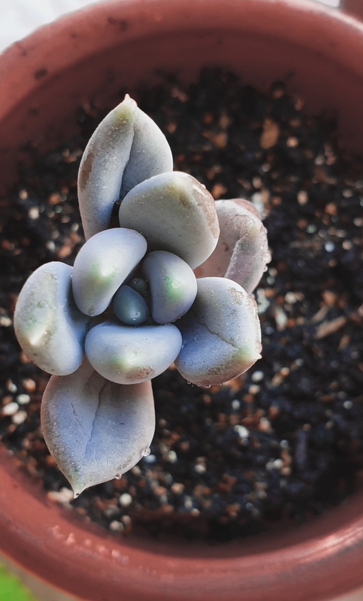 succulent