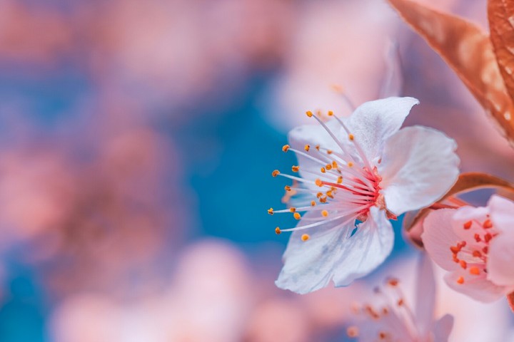 Cherry Blossoms