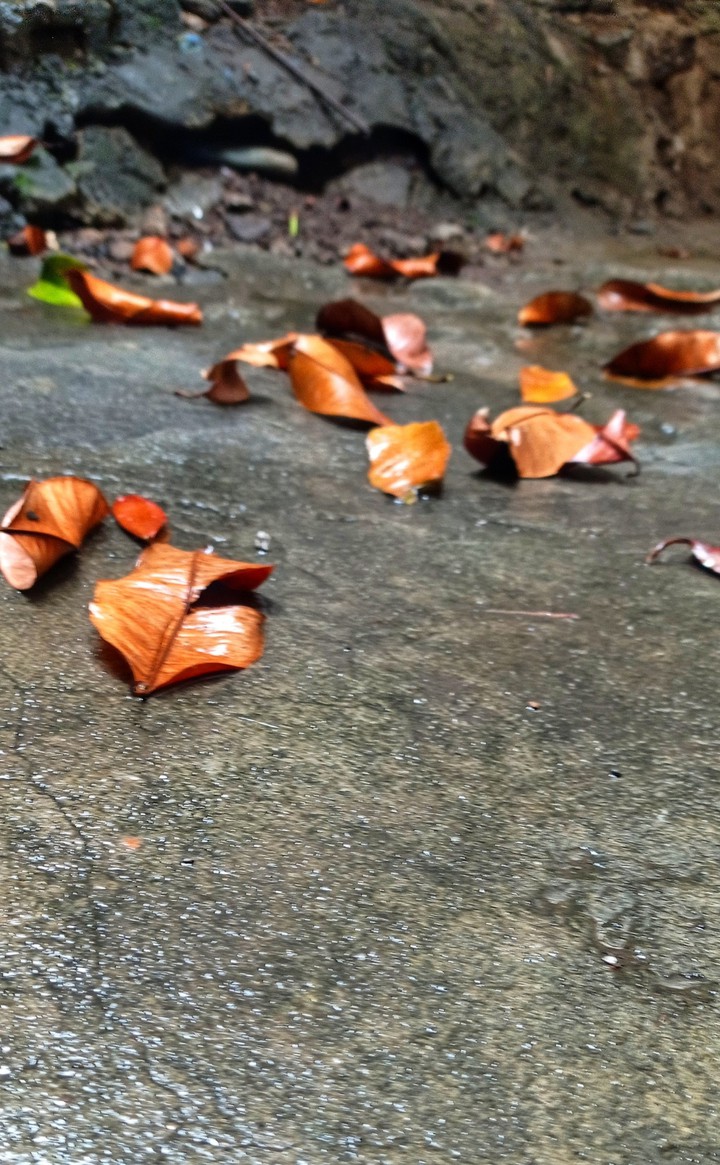 falling leaves