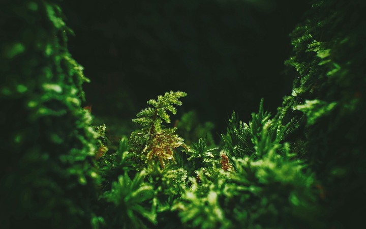 little plant