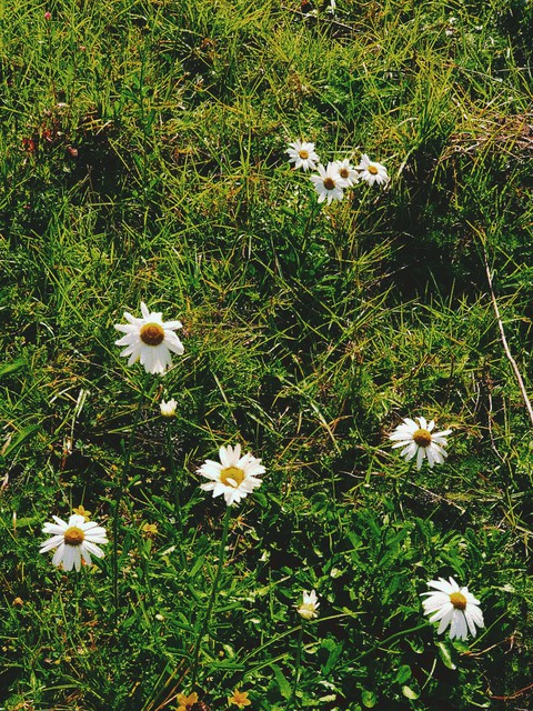 Meadow