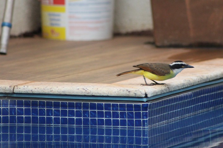 Bird