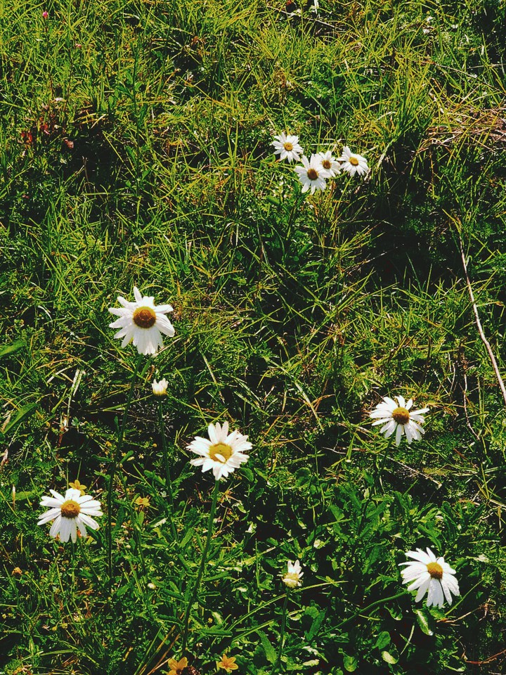 Meadow