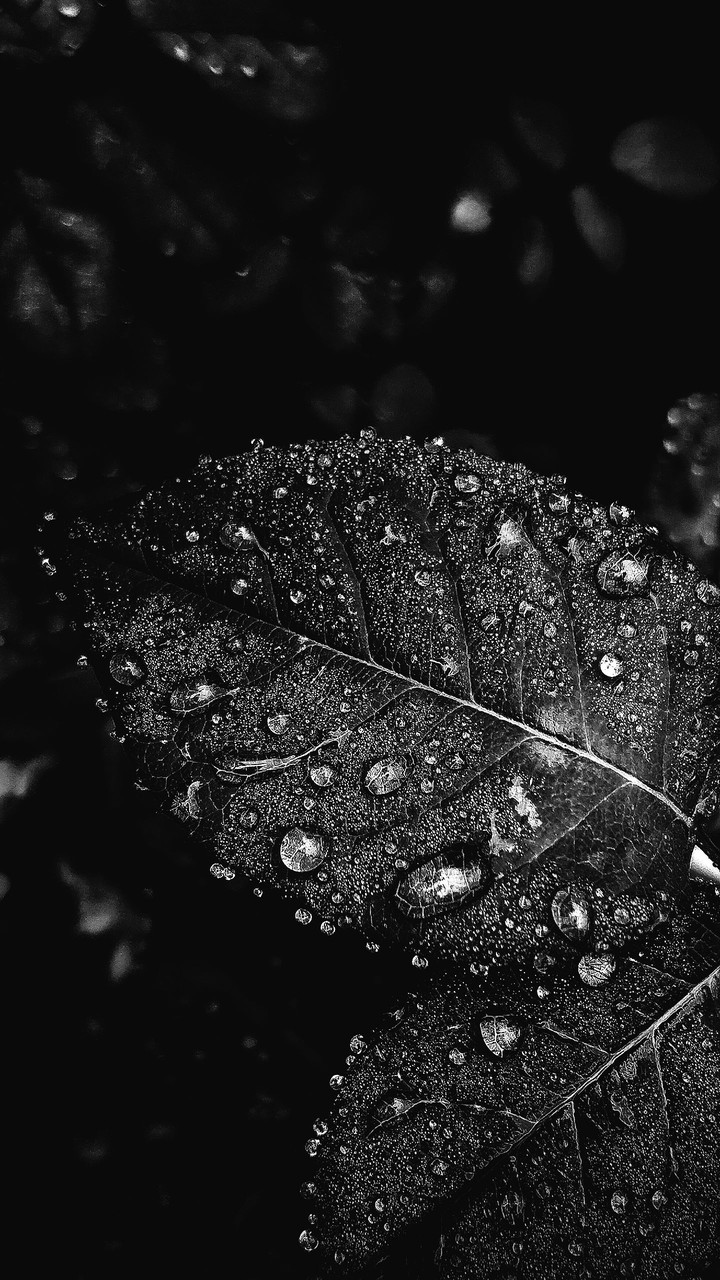 leaf with monochrome effect