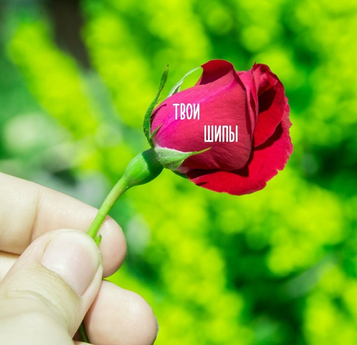 Твои шипы 