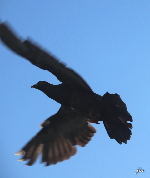 fondos de pantalla wing, beak