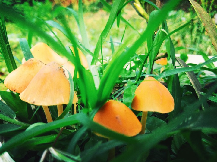 mushroom mobile photography