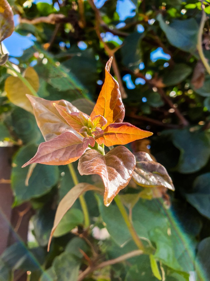 flower