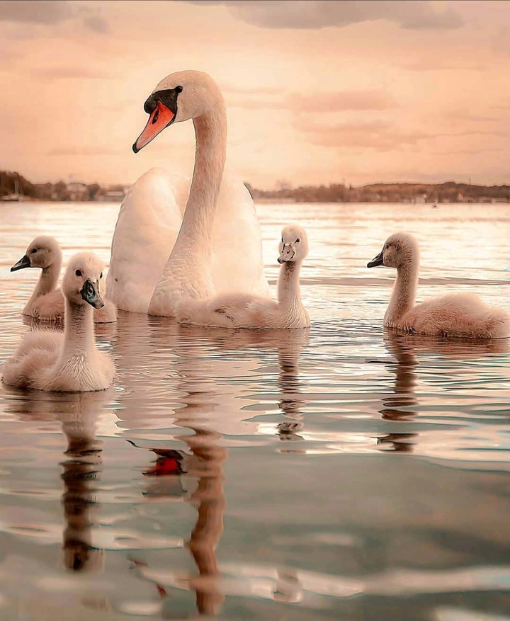 Swans