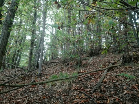 wood