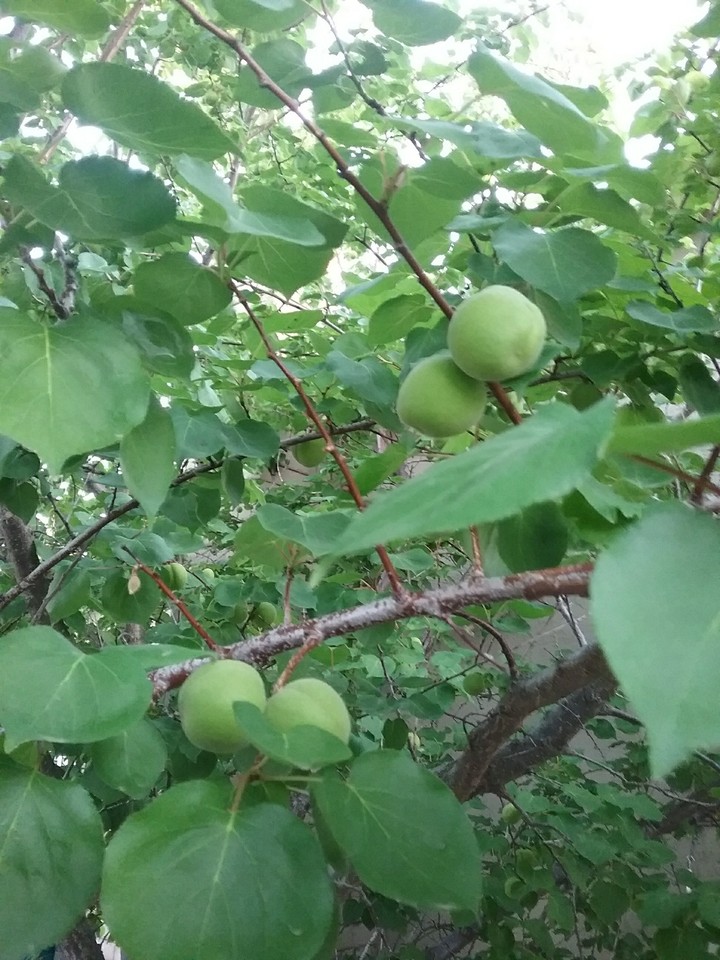 green apricot