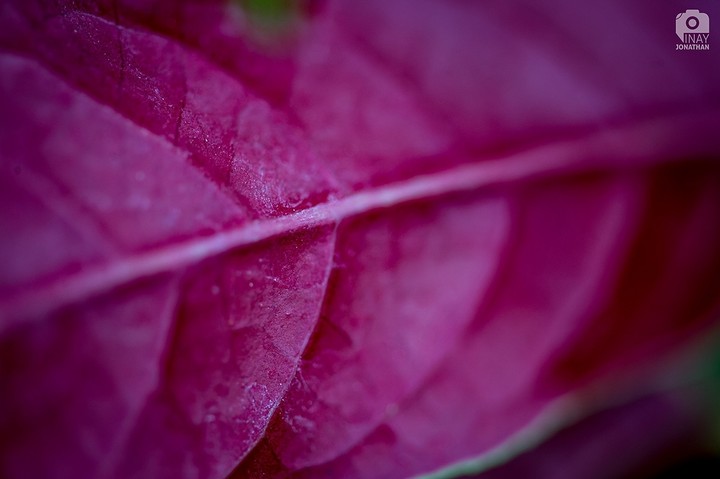 Nature Patterns