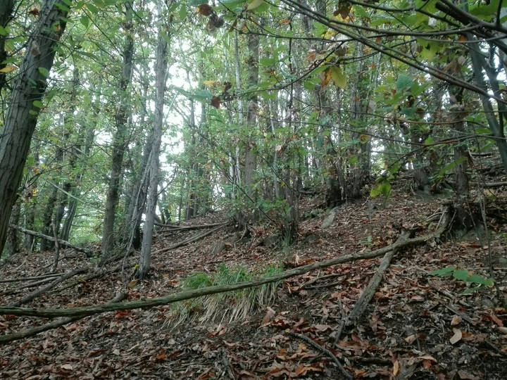 wood