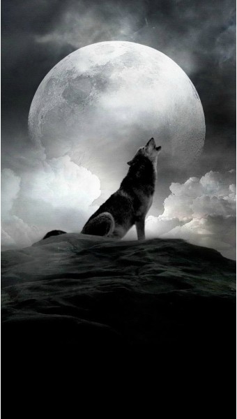 Wolf