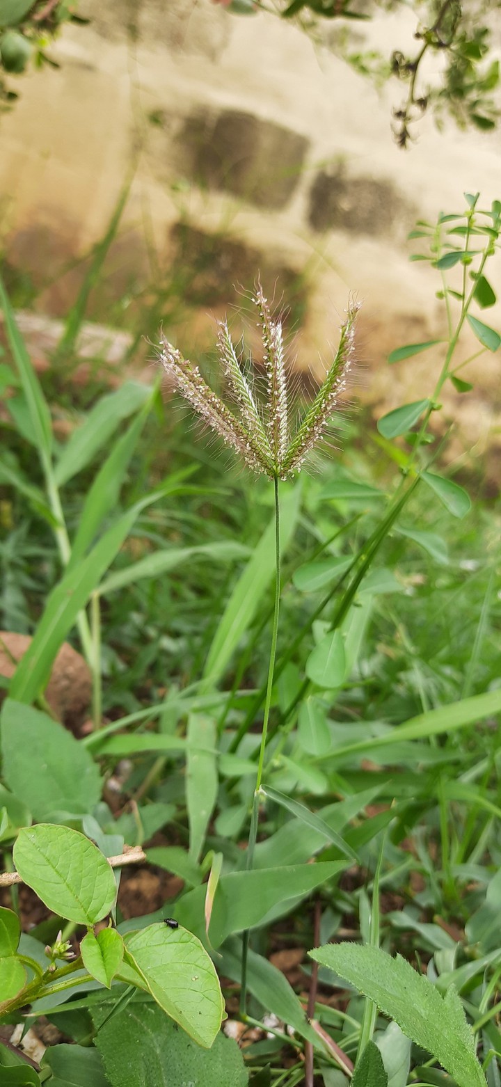Insect+Plant