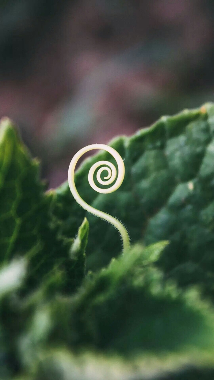 Bud