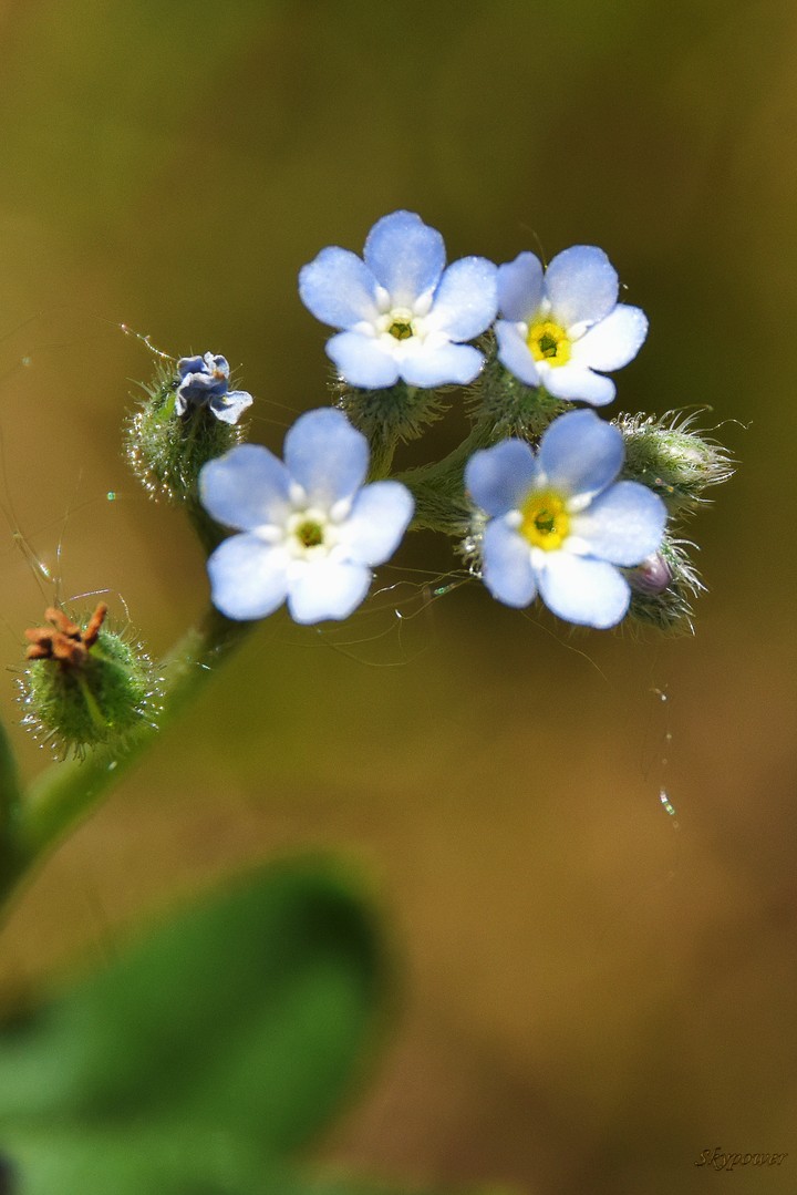 mini forget-me-not flower