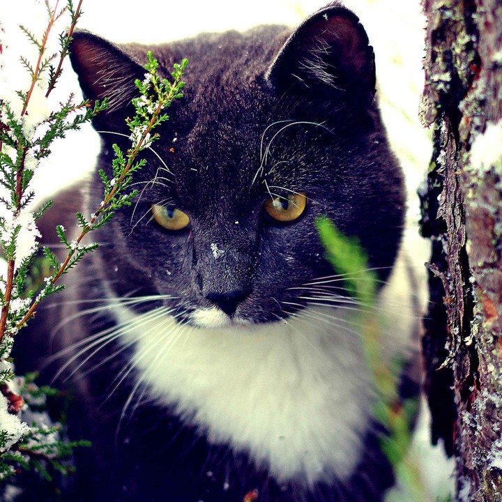 Кот