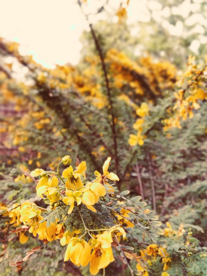 yellow beauty