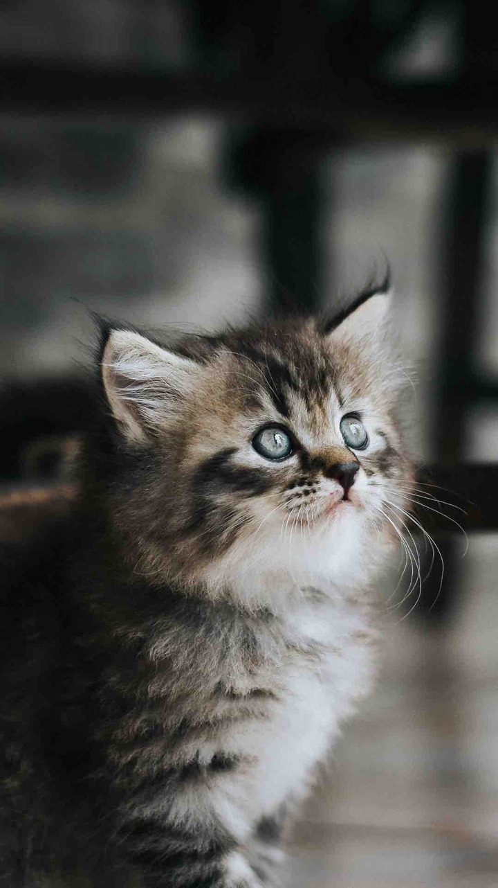 котик