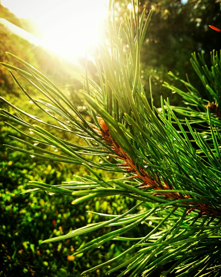 Morning dew