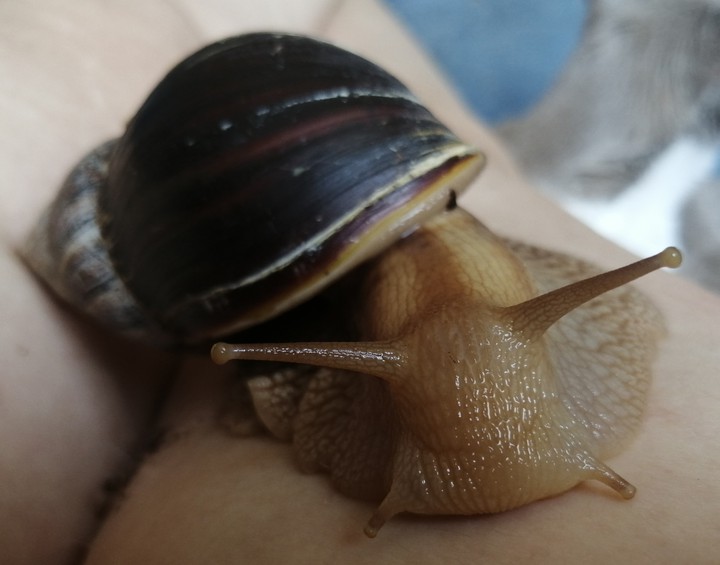 Achatina fulica