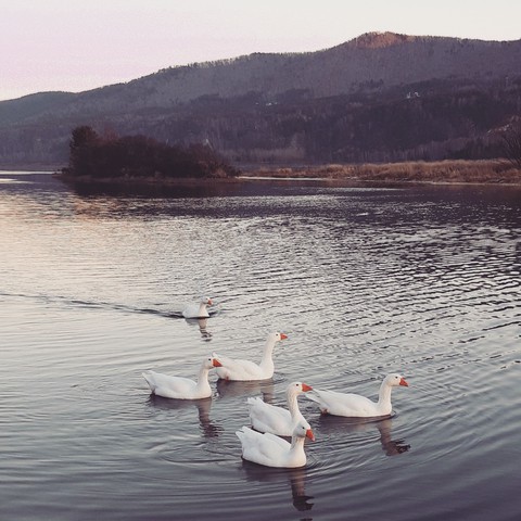 bird, lake桌布