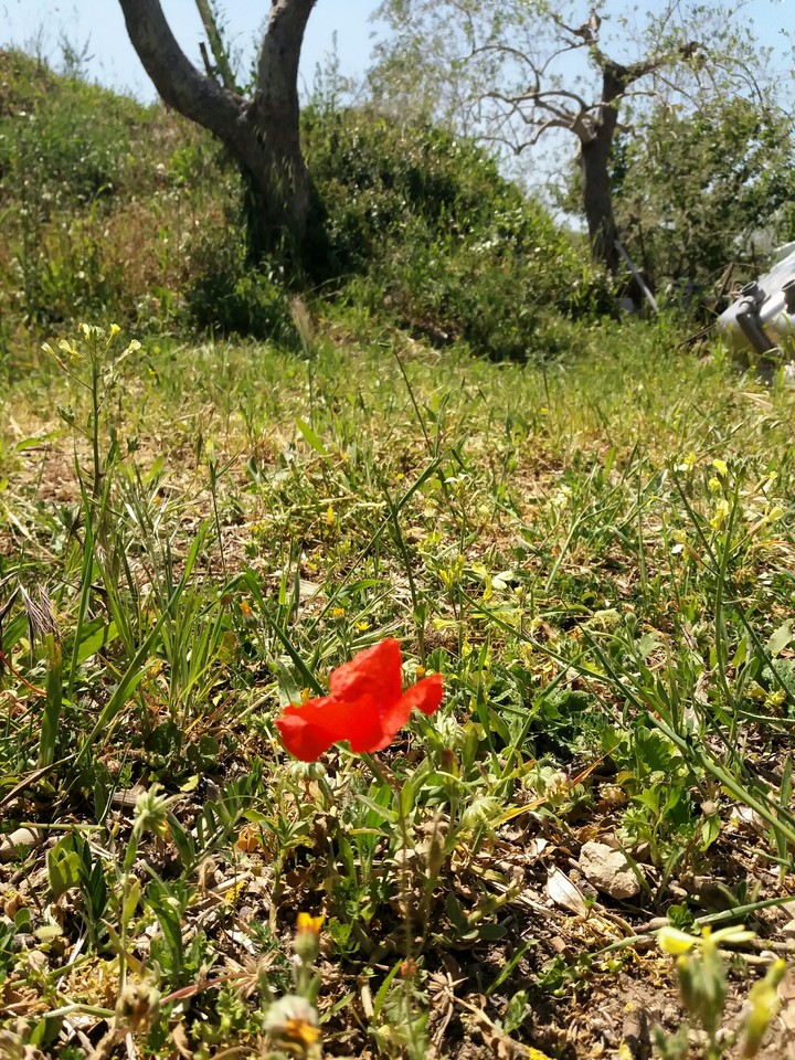Papavero