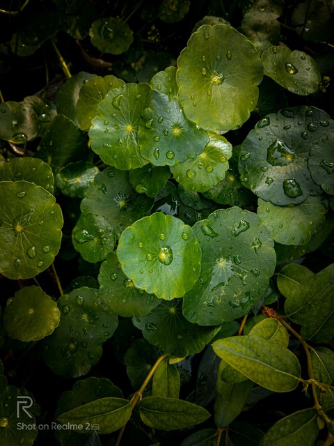 #plant